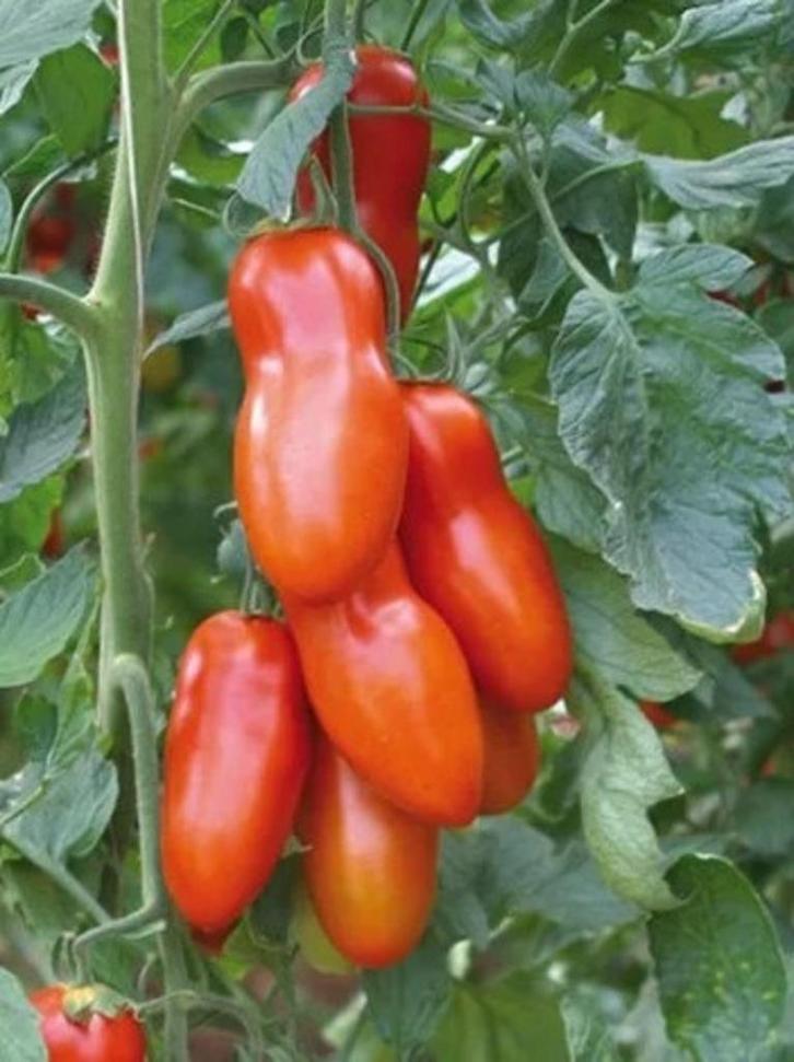 Tomate San Marzano Gigante - pour passata - 5 graines, Jardin & Terrasse, Bulbes & Semences, Graine, Printemps, Envoi