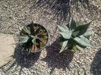 Planten, Tuin en Terras, Planten | Tuinplanten, Ophalen