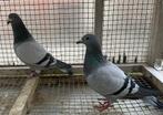 Fond tot zware fond kwek duiven van 2022, Animaux & Accessoires, Oiseaux | Pigeons, Pigeon voyageur