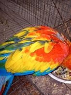 geelvleugel ara, Plusieurs animaux, Perroquet, Domestique