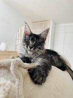 XXL Maine Coon kittens, Dieren en Toebehoren, Meerdere dieren, Gechipt, 0 tot 2 jaar