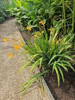 Crocosmia gele bloemen (volledige struik), Ophalen, Winter