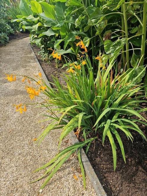 Crocosmia gele bloemen (volledige struik), Tuin en Terras, Planten | Tuinplanten, Winter, Ophalen