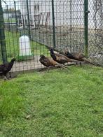 Jonge fazanten te koop, Meerdere dieren, Tam