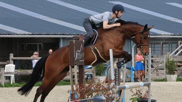 5-jarige merrie beschikbaar voor biedingen