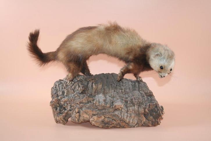 Opgezette taxidermie marter bunzing fret wezel hermelijn, Verzamelen, Dierenverzamelingen, Ophalen of Verzenden