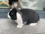 Minilop konijntje, Dieren en Toebehoren, Konijnen