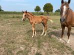 Merrieveulen van Esmeraldo X Vigo d’Arsouilles, Dieren en Toebehoren, Paarden