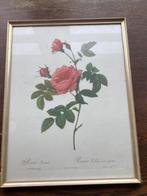 Prentkaart roos, Ophalen, Gebruikt, Natuur, Prent