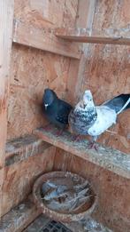 Mooie Koppel hoogevlieger, Animaux & Accessoires, Oiseaux | Pigeons