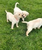 Zeer sociale Labrador pups (blond, mannelijk), Meerdere, 8 tot 15 weken, België, Labrador retriever