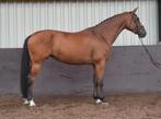 KWPN Allround merrie van Grand Slam Vdl x Skippy2, Dieren en Toebehoren, Merrie