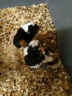 2 baby cavia's te koop kunnen gereserveerd worden, Dieren en Toebehoren, Knaagdieren, November, Cavia