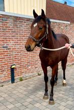 Bwp 2 jarig veulen te koop, Ruin