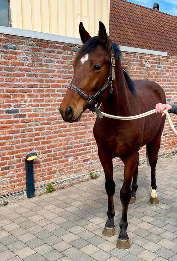 Bwp 2 jarig veulen te koop, Dieren en Toebehoren, Ruin
