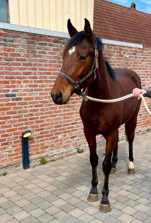 Bwp 2 jarig veulen te koop, Dieren en Toebehoren, Paarden, Ruin
