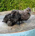 2 jonge hennen groenleggers kippen olijfleggers eastereggers, Dieren en Toebehoren, Pluimvee, Vrouwelijk, Kip