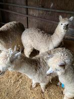 Alpacas, Dieren en Toebehoren, Overige Dieren