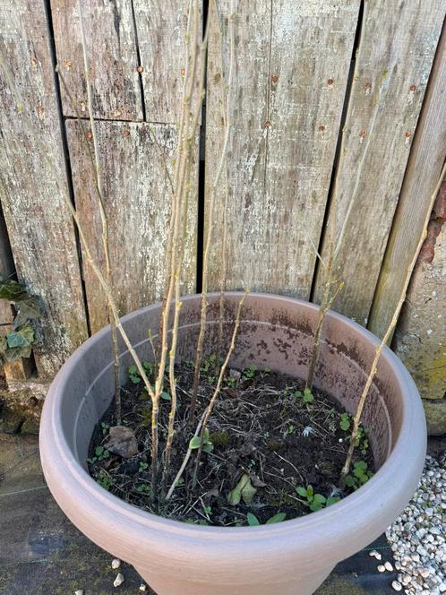 Diverse jonge hibiscussen, Tuin en Terras, Planten | Tuinplanten, Ophalen