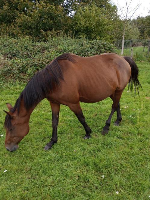 Recreatiepaard te koop, Dieren en Toebehoren, Paarden, Merrie, Niet van toepassing, Recreatiepaard, Gechipt, Ontwormd, Ingeënt