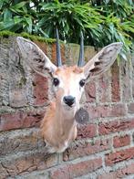 Opgezette steenbokje afrika taxidermie schedel medal gewei, Verzamelen, Ophalen, Wild dier, Gewei of Kop