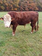 Dekstier Hereford