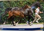 Atletisch hengstveulen Bond JamesBond de Hay, Dieren en Toebehoren, Paarden, Springpaard, Gechipt, 0 tot 2 jaar, Hengst