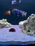 Man, Dieren en Toebehoren