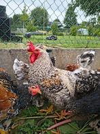 Cream legbar haan, Dieren en Toebehoren, Pluimvee, Mannelijk, Kip