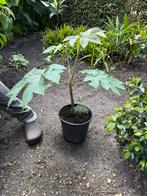 Tetrapanax, Tuin en Terras, Ophalen
