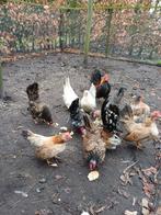 Seramakippen, Meerdere dieren