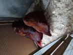 Rood orpingtonkriel koppel, Dieren en Toebehoren, Pluimvee, Meerdere dieren, Kip