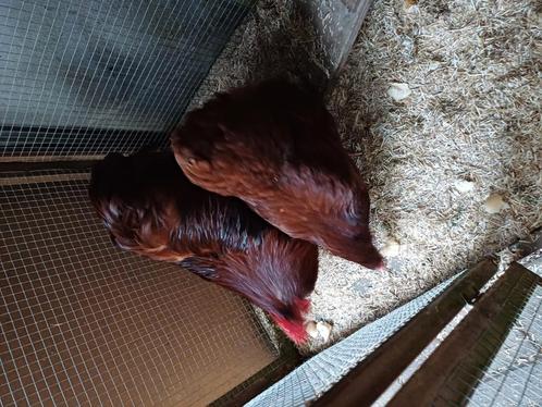 Rood orpingtonkriel koppel, Dieren en Toebehoren, Pluimvee, Kip, Meerdere dieren