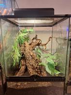 Terrarium h60 cm x d45 cm x b45cm + wimpergekko, Dieren en Toebehoren, Ophalen, Verlichting