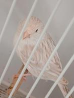 Satinet wit, Dieren en Toebehoren, Vogels | Kanaries