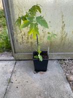 Plantjes kerstomaten, Ophalen