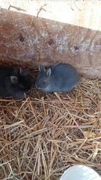 Dwergkonijnen, Dieren en Toebehoren, Meerdere dieren, Dwerg, 0 tot 2 jaar