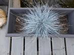 Siergras in bloembak, Tuin en Terras, Ophalen