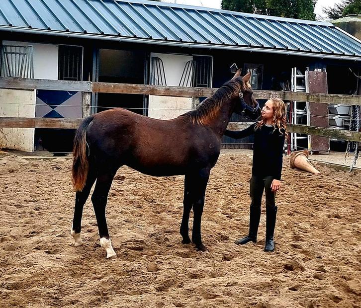Knap hengstveulen, heel aanhankelijk..!, Dieren en Toebehoren, Pony's, Hengst, Niet van toepassing, D pony (1.37m tot 1.48m), 0 tot 2 jaar