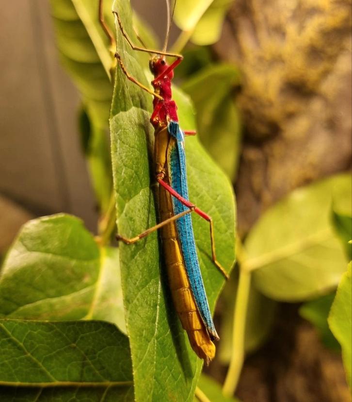 Wandelende takken Calvisia khlongsokana aangeboden., Dieren en Toebehoren, Insecten en Spinnen