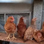 Kabir kruising haantjes te koop 4 euro., Dieren en Toebehoren, Pluimvee, Kip