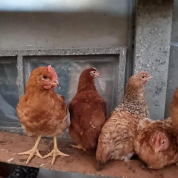 Kabir kruising haantjes te koop 4 euro. beschikbaar voor biedingen