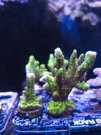 Anacropora green goblin, Dieren en Toebehoren, Ophalen