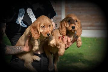 Cockapoo pups abrikoos beschikbaar voor biedingen
