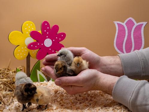 Zijdehoen kriel kuikens hennetjes gesekst en ingeënt, Dieren en Toebehoren, Pluimvee, Kip, Vrouwelijk