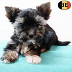 Yorkshire Terriër - Belgische pups te koop, Dieren en Toebehoren, Yorkshire Terriër, België, Handelaar, CDV (hondenziekte)