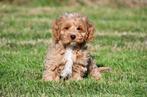 Cockapoo pups te koop, Dieren en Toebehoren, 15 weken tot 1 jaar, Reu, Buitenland, CDV (hondenziekte)