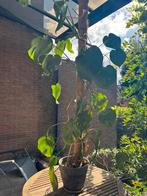 Trois plantes Monstera deliciosa, Tuin en Terras, Planten | Fruitbomen, Ophalen, Overige soorten, In pot, Bloeit niet