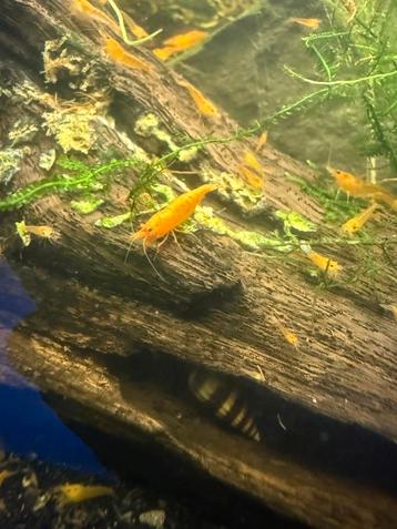 *PROMO* sunkist & jinsha neocaridina garnalen beschikbaar voor biedingen