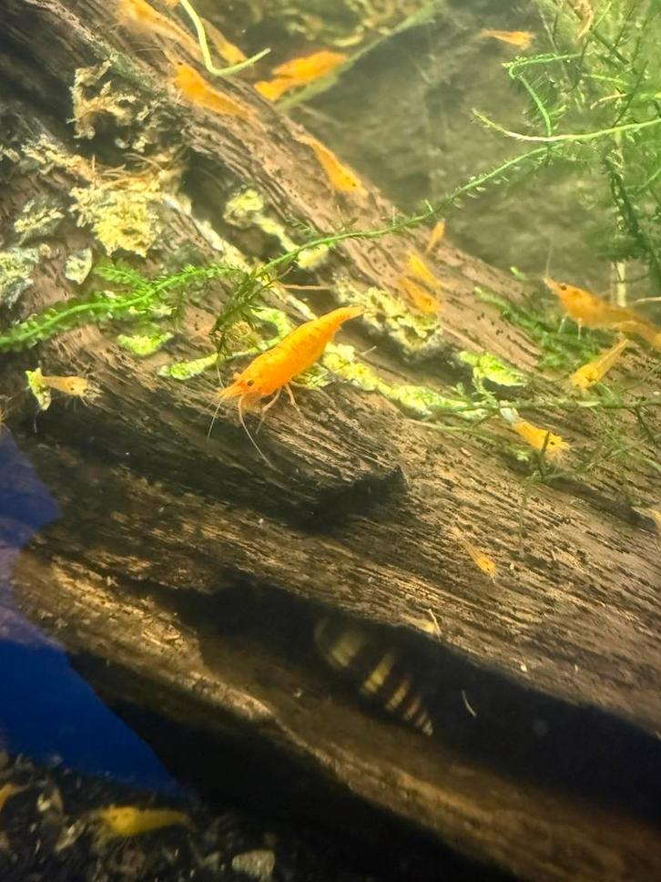 *PROMO* sunkist & jinsha neocaridina garnalen, Dieren en Toebehoren, Vissen | Aquariumvissen, Zoetwatervis, Kreeft, Krab of Garnaal
